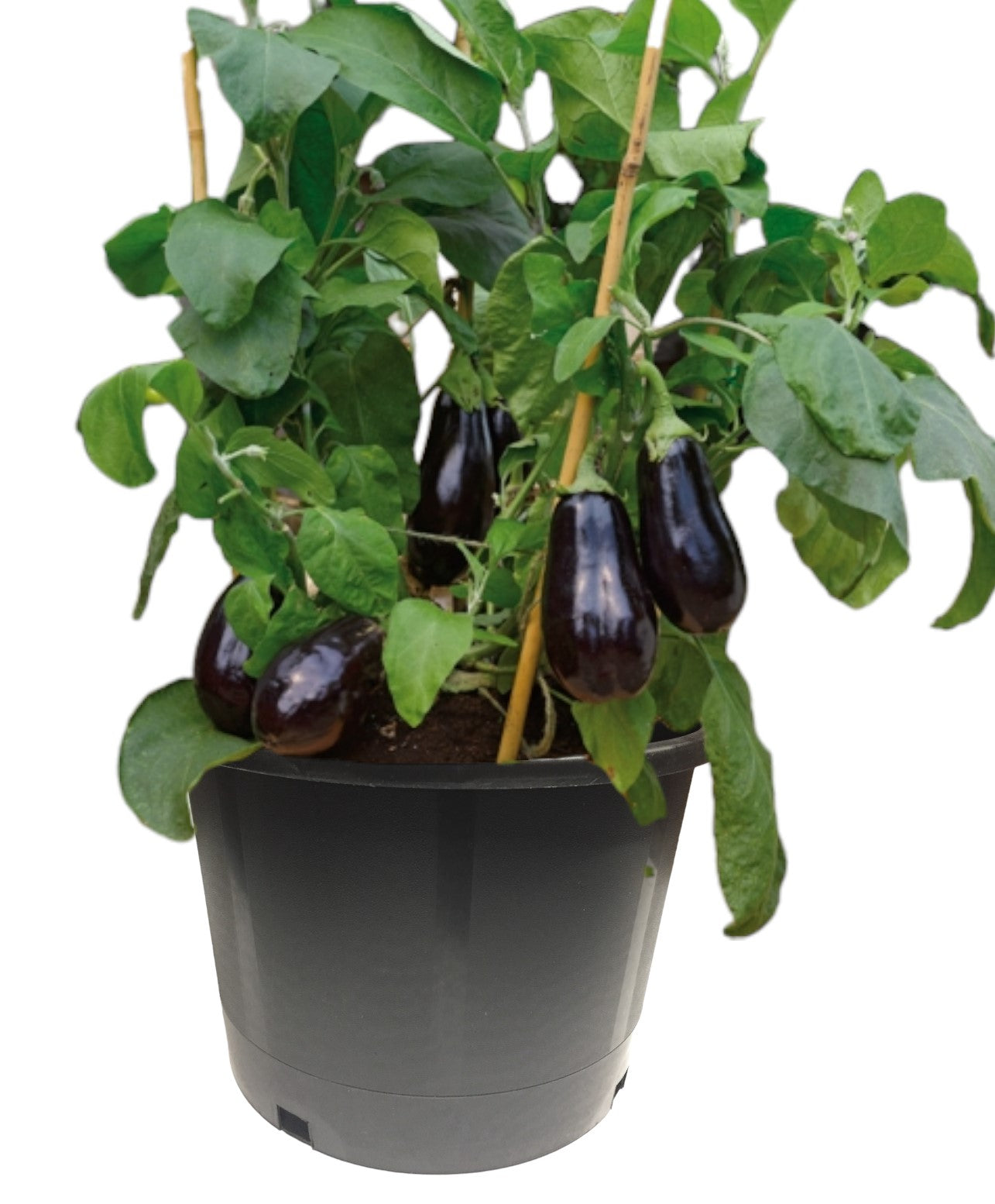 KD Black Nursery Pots, 5 Gallon Short, Plastic Garden Planters, Pots for Flower Seedlings, Injection Molded, Indoor Outdoor Plants Seedlings Vegetables and Flowers